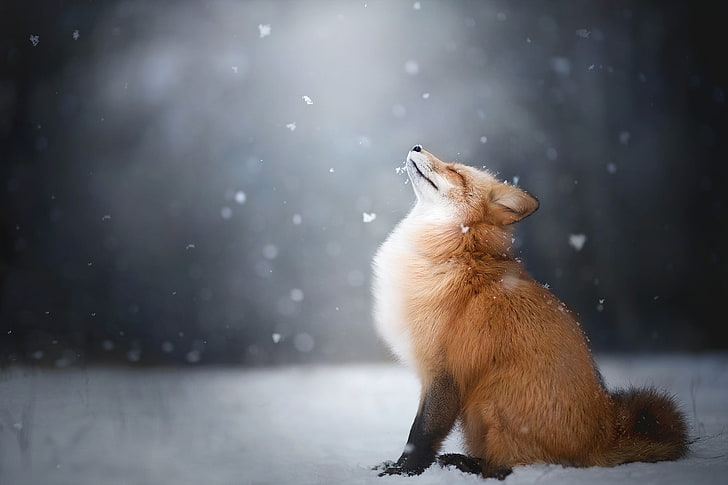red fox, animals, snow, animal themes, mammal, one animal, cold temperature, HD wallpaper