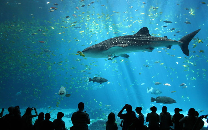 whale shark, animals, wildlife, nature, sea, fish, aquarium, animals in the wild, HD wallpaper