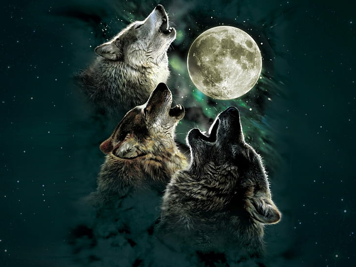 artwork, Carnivore, Howl, Moon, night, predator, stars, wolf