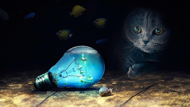 cat, illusion, entice, bulb, lightbulb, fish, snail, fantasy art, HD wallpaper