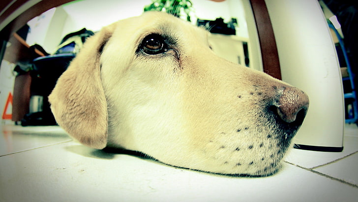 short-coated white dog, face, fisheye lens, animals, one animal
