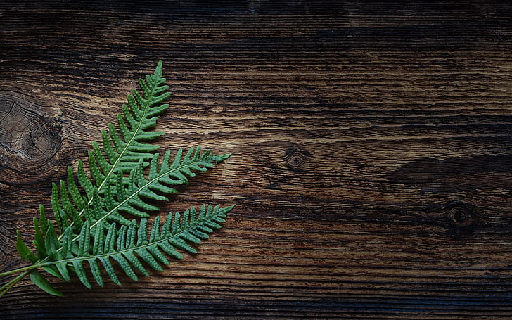 fern, plant backgrounds, leaves, download 3840x2400 fern, 4k pics, HD wallpaper