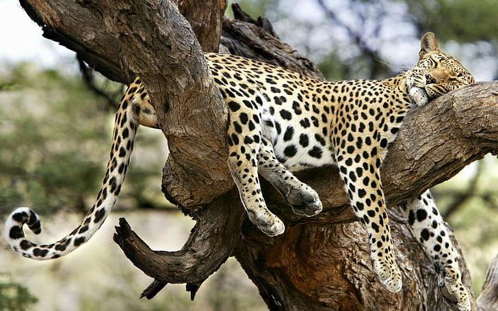 leopard, leopard (animal)