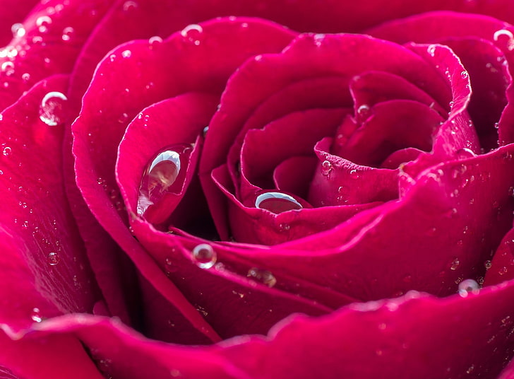 sakla Barbekü Aynı  HD wallpaper: Beautiful Red Rose Dew Drops, red rose, Nature, Flowers,  Macro | Wallpaper Flare