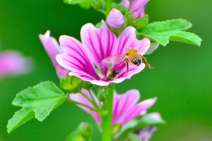 close up photography of honeybee on purple petaled flower, mallow, honeybee, mallow