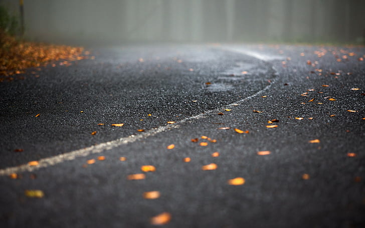 street, road, fall, fallen leaves, asphalt
