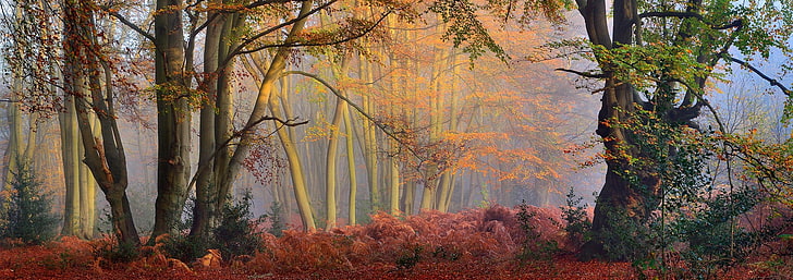 green lkeafed trees, mist, forest, fall, sun rays, morning, shrubs, HD wallpaper