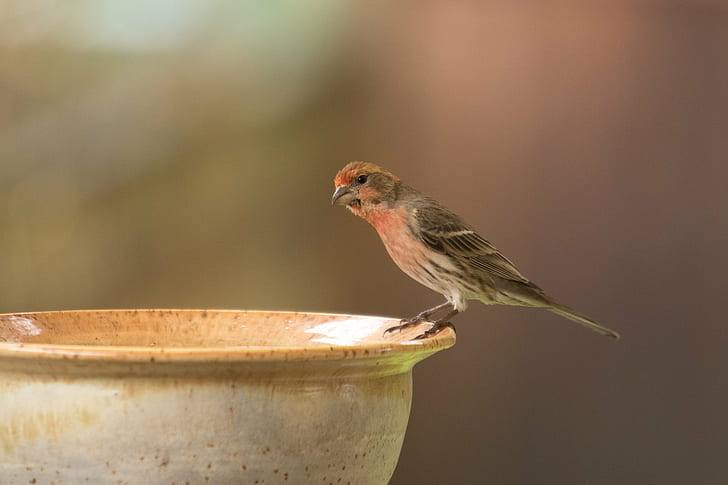 depth of field photography of sparrow bird on bird bath, house finch, house finch