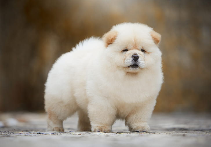 white, background, dog, light, fluffy, baby, muzzle, puppy