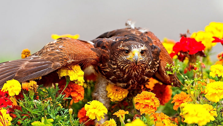 birds, eagle, marigolds, flowers, flowering plant, animal themes
