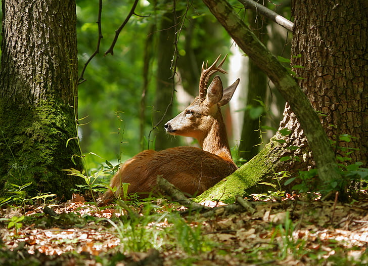 brown deer near tree trunk\, roe deer, capreolus capreolus, transsylvania, roe deer, capreolus capreolus, transsylvania