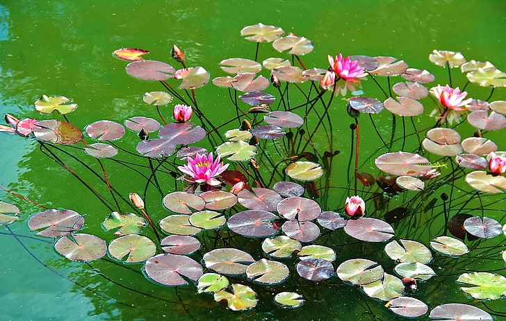 pink lotus flowers, water lilies, herbs, leaves, pond, nature