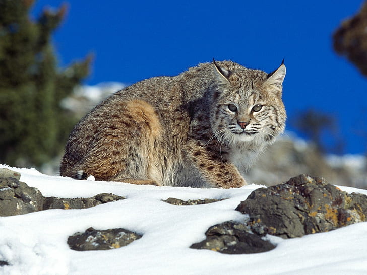 Cold Stare Bobcat, silver and brown cat, HD wallpaper