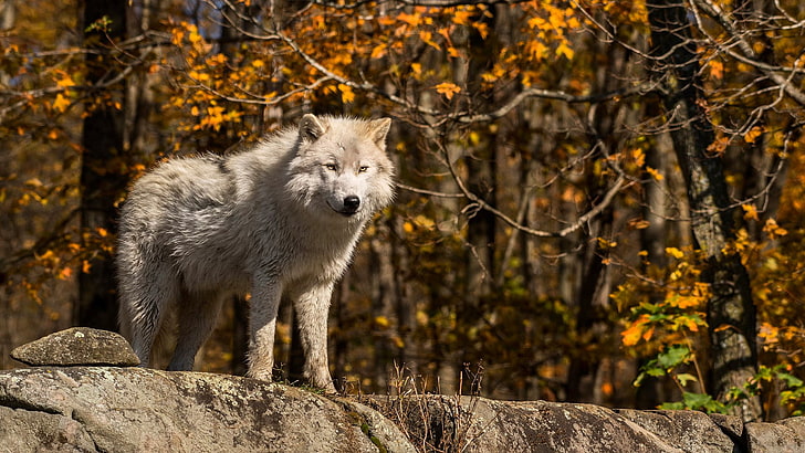 autumn, wildlife, alaskan tundra wolf, mammal, wilderness, canis lupus tundrarum, HD wallpaper