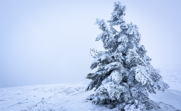 Snowy Tree Background, Seasons, Winter, Nature, Landscape, White, HD wallpaper