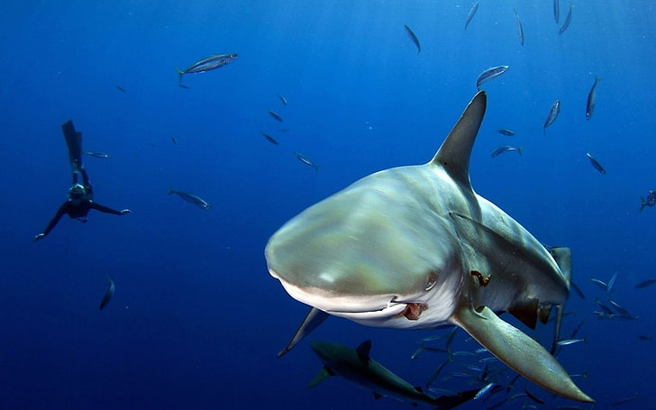 shark, animals, sea, underwater, animals in the wild, animal wildlife, HD wallpaper