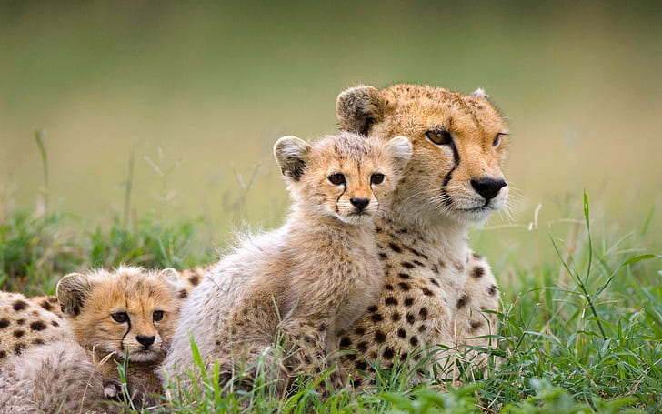 animals, mammals, baby animals, cheetah