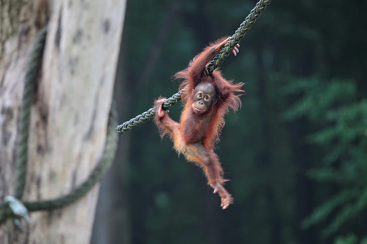 Monkeys, Orangutan, Baby Animal, Primate, HD wallpaper