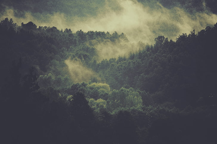 nature, landscape, trees, mist, forest, plant, beauty in nature