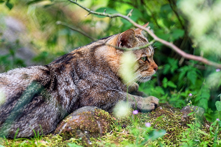 European wild cat 1080P, 2K, 4K, 5K HD wallpapers free download 