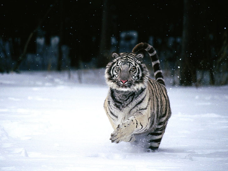gray and black tiger, animals, white tigers, snow, winter, cold temperature