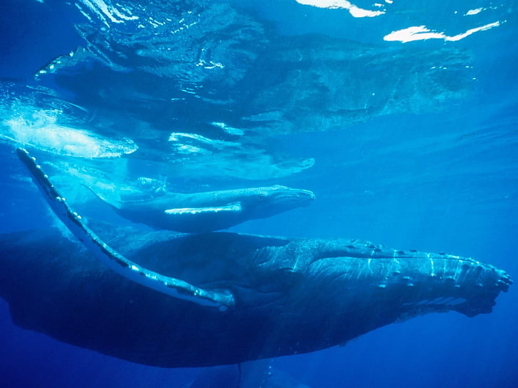 whale, animals, sea, underwater, swimming, animal themes, animals in the wild