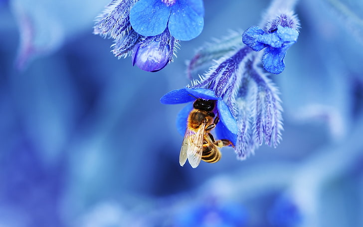 brown bee, flower, macro, blue, nature, insect, pollination, pollen, HD wallpaper