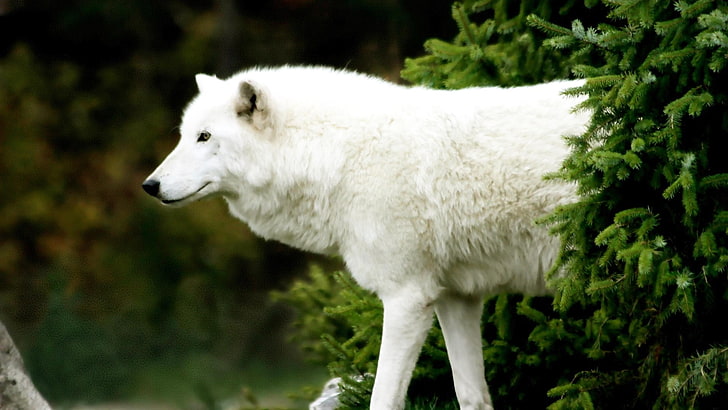 white wolf, animals, mammals, wildlife, one animal, animal themes, HD wallpaper
