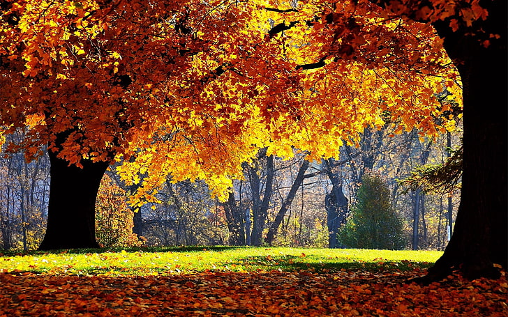 orange leaf tree, autumn, trees, leaves, park, yellow, shadow, HD wallpaper