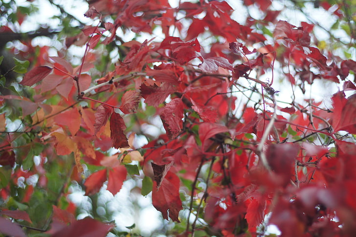 red leaf tree, leaves, fall, plant, plant part, growth, beauty in nature, HD wallpaper