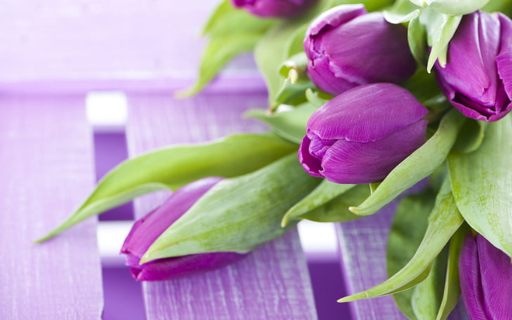 Purple flowers, a bouquet tulips, HD wallpaper