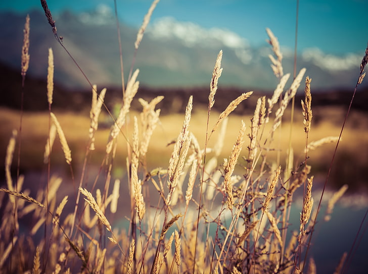Dry Grass, wheat field, Aero, Bokeh, Pacific, Landscape, Town, HD wallpaper
