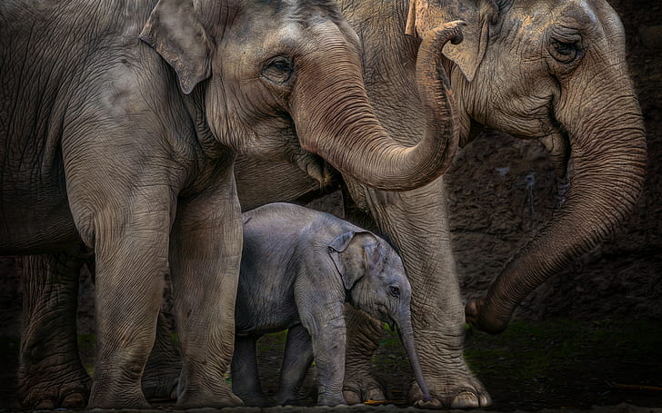 Elephant HD, three elephants illustration, animals