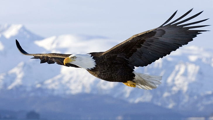 American Bald Eagle In Flight Desktop Wallpaper Hd For Mobile Phones And Laptops 2560×1440, HD wallpaper