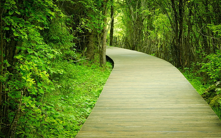green leafed plants, nature, trees, path, direction, the way forward, HD wallpaper