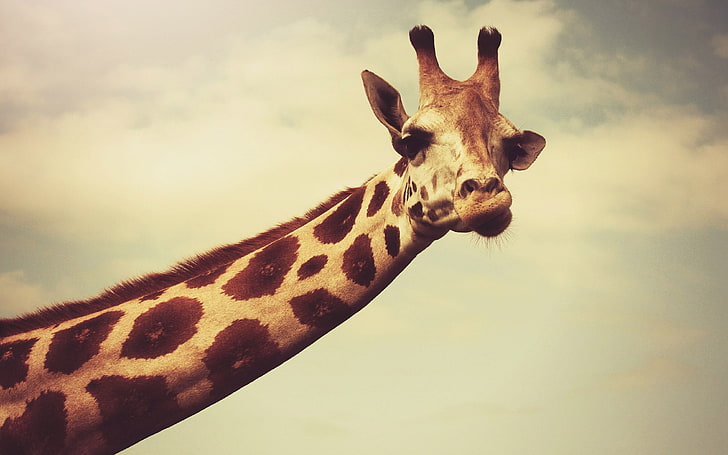brown giraffe, giraffes, necks, face, horns, wildlife, photography, HD wallpaper