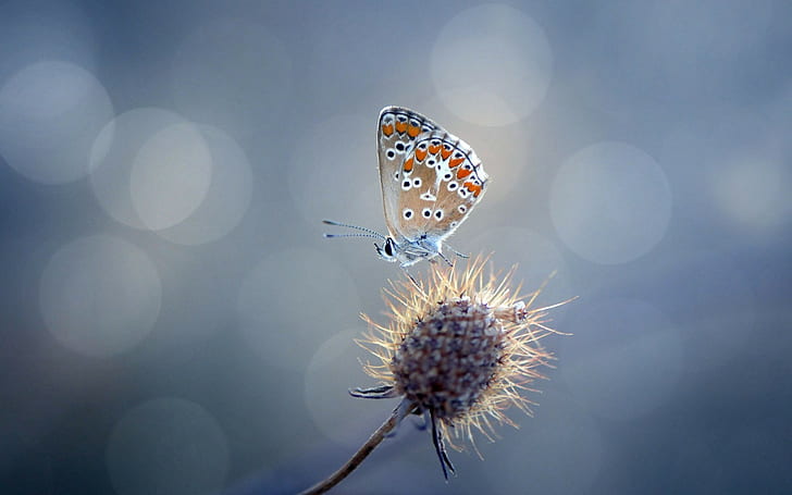 butterfly, nature, insect, animals, flowers