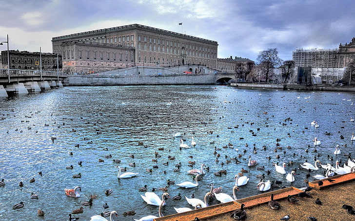 flock of ducks on water, cityscape, river, animals, Stockholm, HD wallpaper