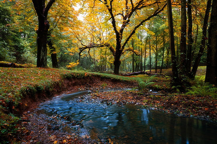 Autumn forest landscape, Nature, Best s, download, HD wallpaper