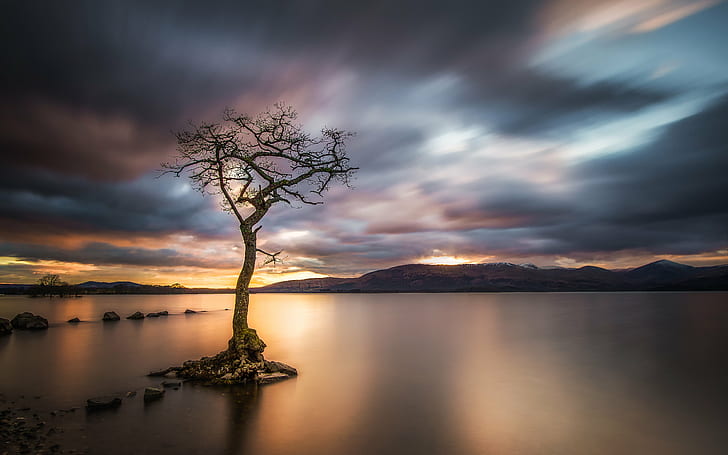 timelapse photography of tree surrounded by body of water, loch lomond, loch lomond