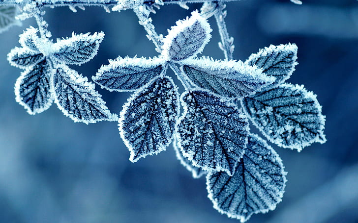 Cold winter morning, frost leaves, frozen mint leaves, HD wallpaper
