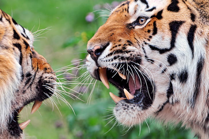 wildlife photography of two orange tigers near each other, argument