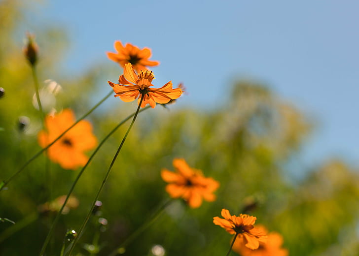 closeup photo of orange petaled flower, Summer, flower  flower, HD wallpaper