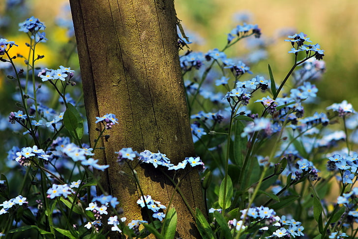 Hd Wallpaper Blue Forget Me Not