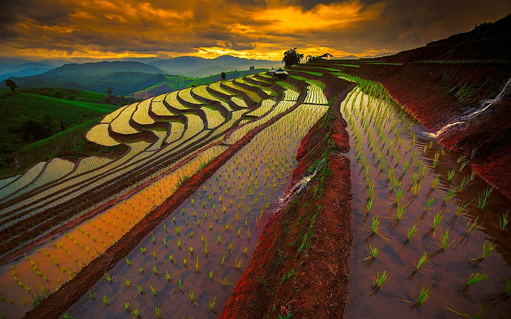 rice terraces, thailand, rice field, landscape, agriculture, nature, HD wallpaper