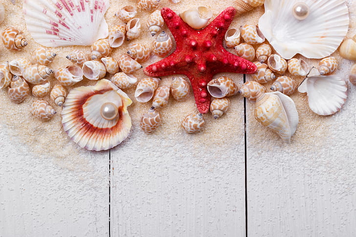 sand, shell, wood, marine, still life, pearl, starfish, seashells, HD wallpaper