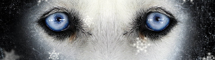 blue animal eyes, multiple display, animals, close-up, eyesight, HD wallpaper