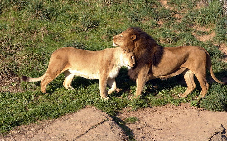 wildlife, animals, lion