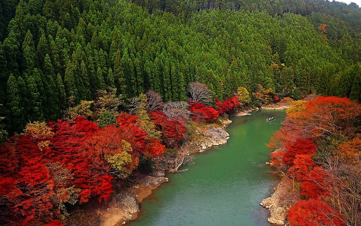 red leaf tree, autumn, river, forest, nature, landscape, outdoors, HD wallpaper