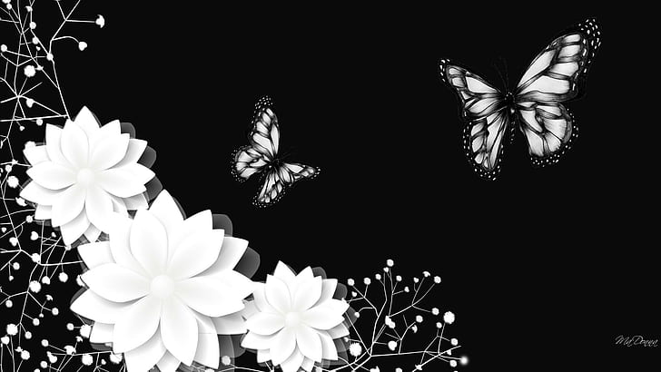 Black And White Beauties, flowers, babies-breath, rich, luxurious, HD wallpaper